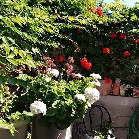 Irene's House *